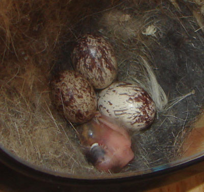 ATFL eggs and hatching. Zell Lundberg photo
