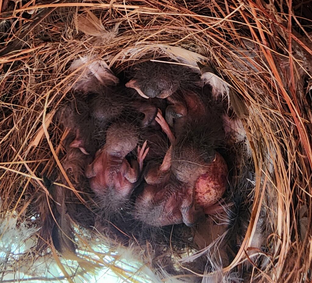 House Wren Nestlings. Photo by Bet Z Smith