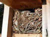 Nest and Egg ID: Image