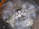 BCCH nest. Photo by Bet Zimmerman.