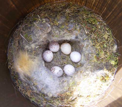 Black-capped Chickadee nest. Photo by Bet Zimmerman.
