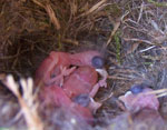 BCCH babies. One day old. Photo by Bet Zimmerman.