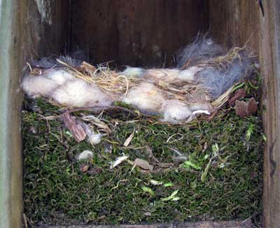 BCCH nest. Photo by Bet Zimmerman.
