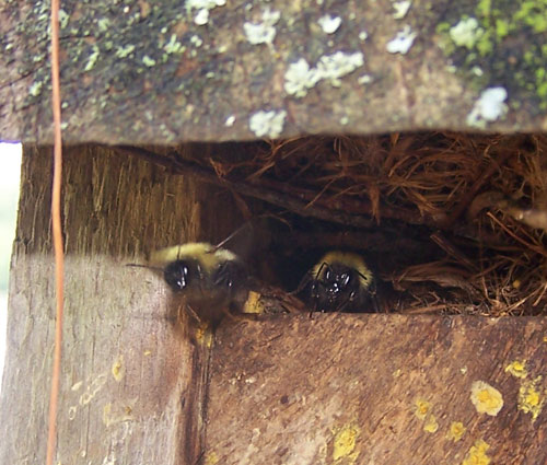 Bees.