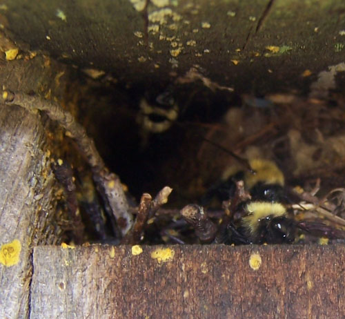 Bees.