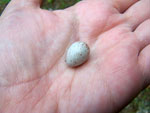 Chickadee egg in hand. Photo by Bet Zimmerman.