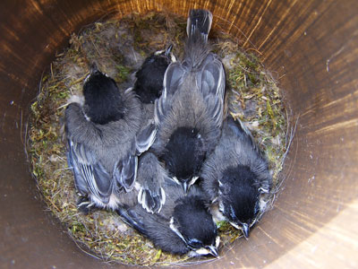 BCCH Chicks. Photo by Bet Zimmerman.