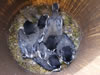 Black-capped Chickadee nest with older young. Bet Zimmerman photo