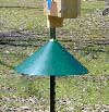 Cone guard, Kenny Kleinpeter photo