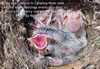 Cowbird nestling in Carolina Wren nest. Keith Kridler photo