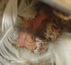Ash-throated Flycatcher eggs and nestling, photo by P. Sharrar