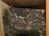 Prothonotary Warbler nest. Photo by Robert Peak