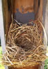 Nest and Egg ID: Image