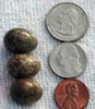 Eurasian Tree Sparrow eggs. John Curran photo
