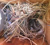 Starling nest (unfinished). PHoto by Bet Zimmerman