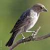 Female Cowbird. Dave Kinneer photo