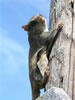 Flying Squirrel. Keith Kridler photo