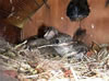 Great-crested Flycatcher nestlings, photo by Betsy Marie