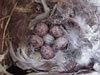 Great-crested Flycatcher eggs, photo by Keith Kridler.