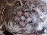 Great Crested Flycatcher eggs. Photo by K. Kridler.