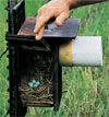 Hutchings Coon Guard, photo from Bluebird Monitors Guide used with permission