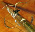 hanger straps