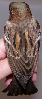 House Sparrow back