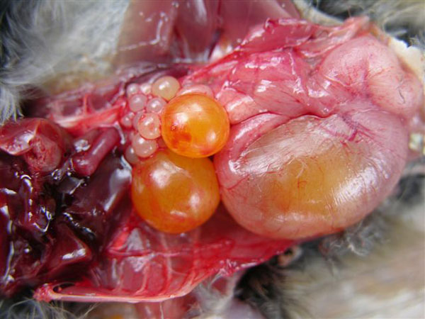 House Sparrow (Passer domesticus) egg production. photo by Keith Kridler.