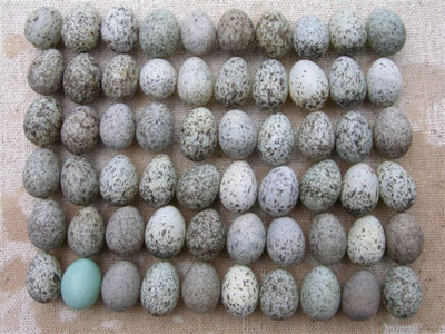 House Sparrow Eggs. Photo by Keith Kridler.