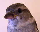 HOSP female. Photo by Bet Zimmerman.