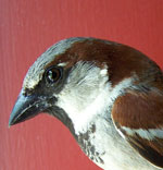 Male House Sparrow. photo by Bet Zimmerman.