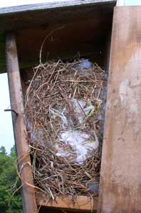 HOSP nest. Photo by Bet Zimmerman