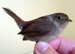 House wren. Photo by Bet Zimmerman