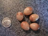 Nest and Egg ID: Image