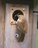 Nest and Egg ID: Image