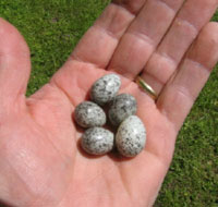 cowbird egg in HOSP nest? Photo by Jay Brindo