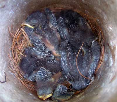 12 day old EABL.