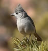 Juniper Titmouse adult, Wikimedia Commons photo