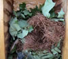 Flying Squirrel nest/roost in large two-hole bluebird box. Bet Zimmerman photo