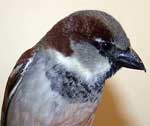 Lighter bib on Male HOSP.