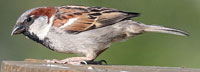 Male HOSP. PHoto by Dave Kinneer.