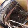 Mountain Bluebird nestlings. Zell Lundberg photo