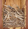 Mountain Bluebird Nest. Zell Lundberg photo.