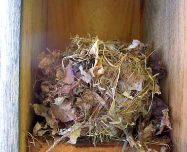 Mouse Nest. Photo by Bet Zimmerman.