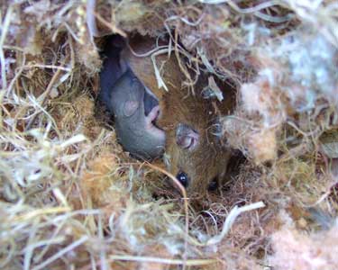 Mouse with babies. Photo by Bet Zimmerman.