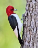 Red-headed Woodepcker. Pixabay photo.