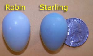 Robin's egg next to a Starling Egg. Photo by E Zimmerman. Photo looks darker than real life.