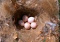 Tufted Titmouse