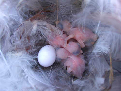 TRES hatching. Photo by Bet Zimmerman Smith