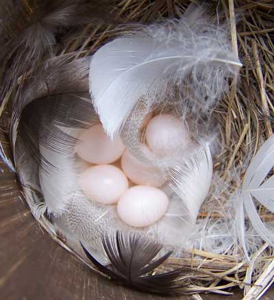 TRES eggs